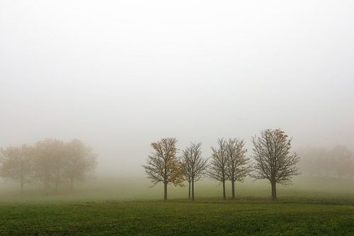 Bomen in de mist bij Hofgut Dauenberg bij Eigeltingen in Hegau