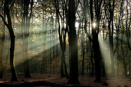 In de schijnwerpers van de zon.