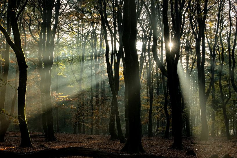 In the glare of the sun. by Larissa Rand