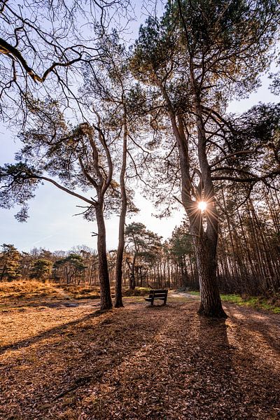 Leeg bankje in het bos van Dafne Vos