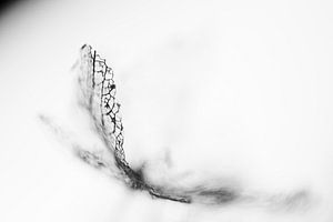 Fragile in schwarz-weiß