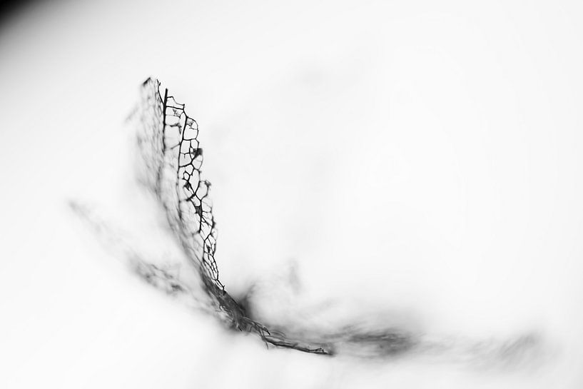 Fragile in schwarz-weiß von Ellen Driesse