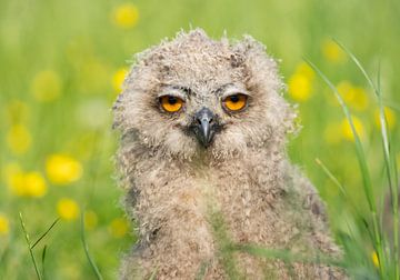 Young Eagle in the grass by Margreet Riedstra