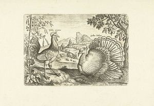 Zwei Rinder in einer Landschaft von Adriaen Collaert, 1598 - 1618