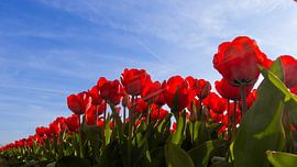 Tulpenfeld in der Zwiebelregion. von Tessa van Duin