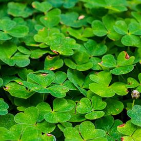 Veld van klavertjes in Tsjechië van Nicolette Suijkerbuijk