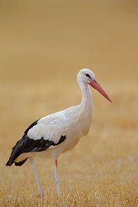 Weißstorch (Ciconia ciconia)