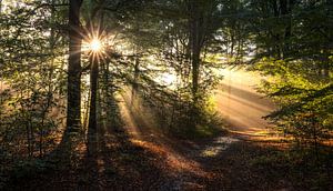 Zonsopkomst in het Bos: Een Mystieke Dans van Licht en Mist