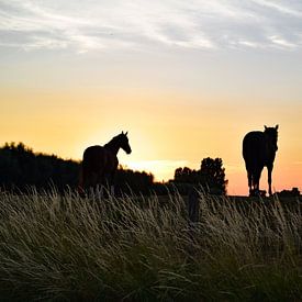 Pferde auf dem Deich bei Sonnenuntergang von Anne Hana
