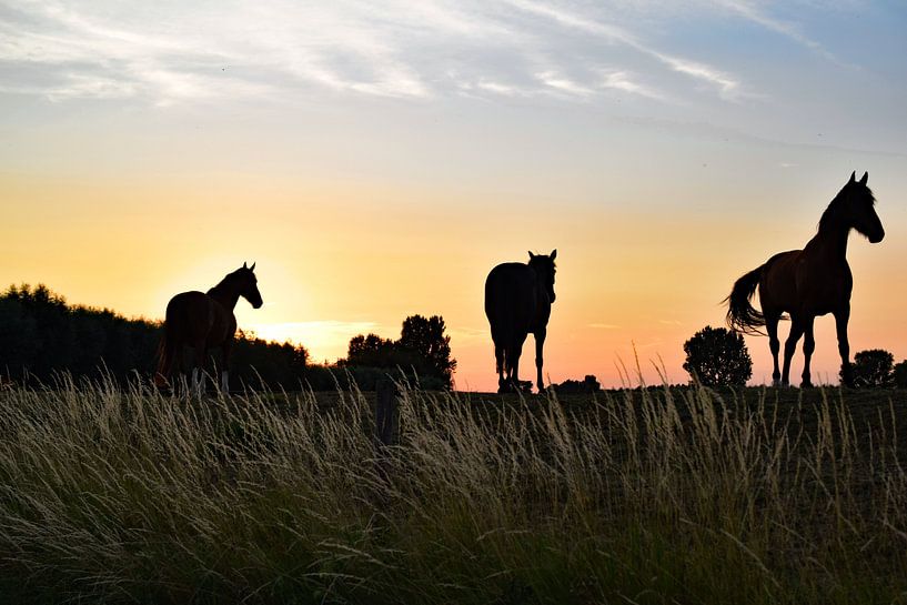 Paarden op de dijk tijdens zonsondergang van Anne Hana