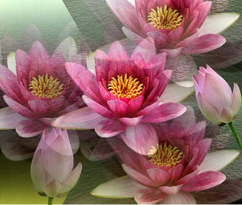 Impressionen einer Lotusblüte