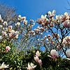 Magnolia tegen blauwe lucht van Plus Passie