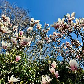 Magnolie vor blauem Himmel von Plus Passie
