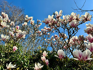 Magnolia tegen blauwe lucht
