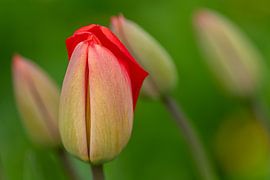 Burgeoning tulips by Adri Klaassen