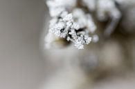 Tak met ijskristallen von Marcel Pietersen Miniaturansicht