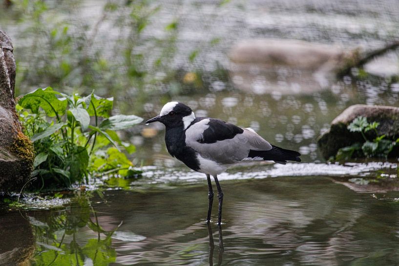 Bird by Ghislaine de Jong