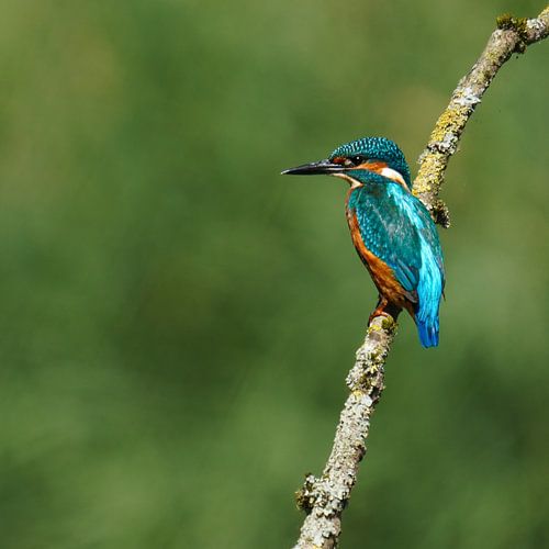 Der Eisvogel von Sander Dreschler