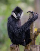 Gibbon in boom