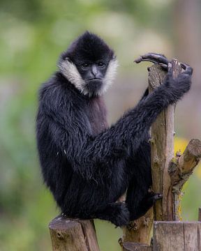 Gibbon in boom van Jery Wormmeester