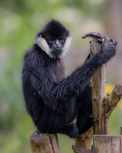 Gibbon dans l'arbre