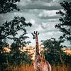 Giraffe in Kruger Park, Zuid-Afrika van Harmen van der Vaart