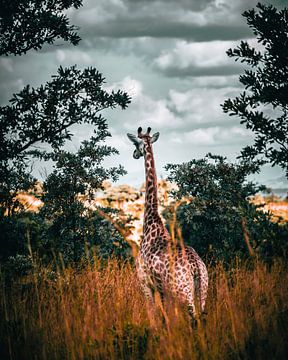 Girafe dans le parc Kruger, Afrique du Sud sur Harmen van der Vaart