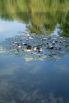 Waterlelies en zomerreflectie 1 van Heidemuellerin