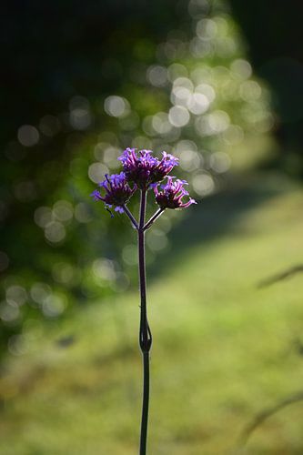 Sparkling Verbena