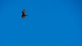 USA, Florida, Turkey vulture flying in the air in everglades by adventure-photos