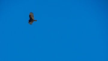 USA, Florida, kalkoengier vliegend in de lucht in everglades van adventure-photos