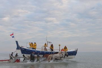 Horse rescue boat Ameland