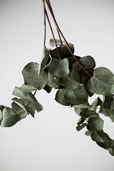 Eucalyptus