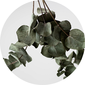 Eucalyptus van Melanie Schat