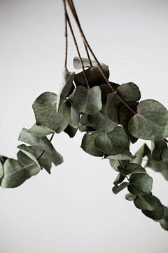 Eucalyptus by Melanie Schat