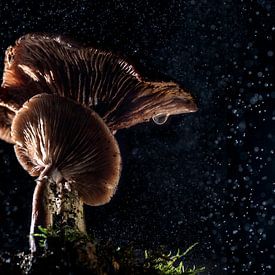 2 champignons avec pluie et goutte sur Patricia Mallens