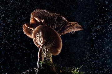 2 paddenstoelen met regen en druppel