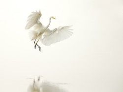 Great Egret lands in the fog