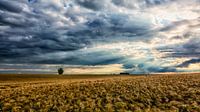 Threatening sky over the cornfield
