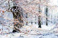Winter in het bos van Martijn Schruijer thumbnail
