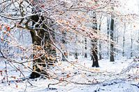 Winter in het bos