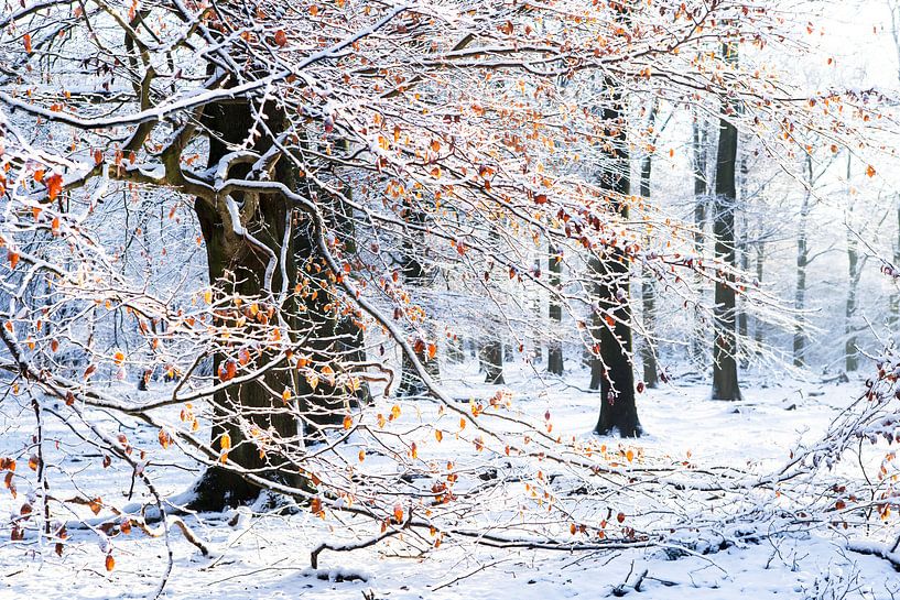 Winter in het bos van Martijn Schruijer