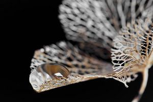 Goutte sur une fleur d'hortensia morte