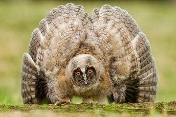 Immature Long-eared Owl by Beschermingswerk voor aan uw muur