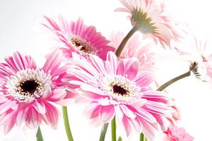 Leicht überbelichtete Gerberas, atmosphärisches Bild