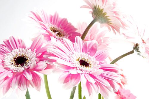 Licht overbelichte gerbera's, sfeerbeeld