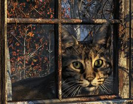 Der Kater schaut durch das Fenster von Egon Zitter