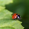 Coccinelle sur Ann Motet