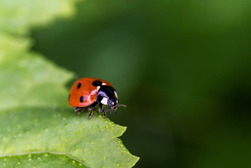 Ladybird by Ann Motet