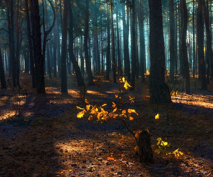 forest lit by the sun by Mykhailo Sherman